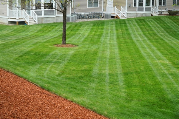 Seasonal Lawn Care Challenges Specific to Eastern Twin Cities Suburban Yards