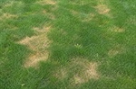 Why Does Grass Turn Yellow in Minnesota Lawns During Summer?