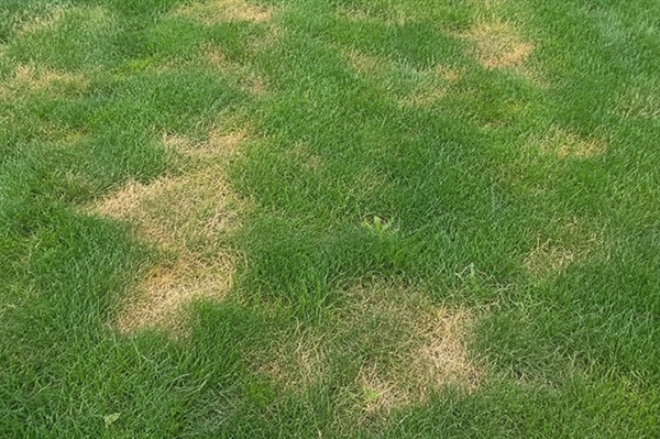 Why Does Grass Turn Yellow in Minnesota Lawns During Summer?