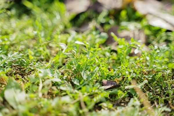 What Weeds Commonly Affect Lawns in White Bear Lake and the East Metro?