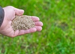 Selecting the Best Grass Seed for Your Minnesota Lawn