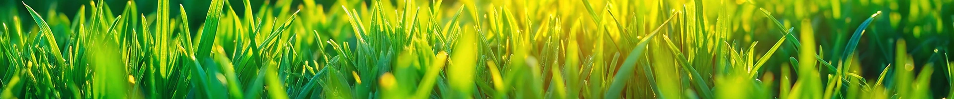 Green Lawn