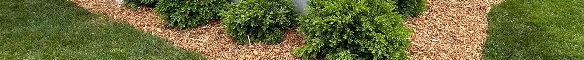 Green Lawn